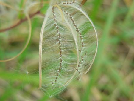 EPILOBIUM  HIRSUTUM