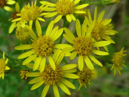 SENECIO  JACOBAEA