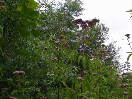 GROUPEMENT  VEGETAL  et   HABITAT