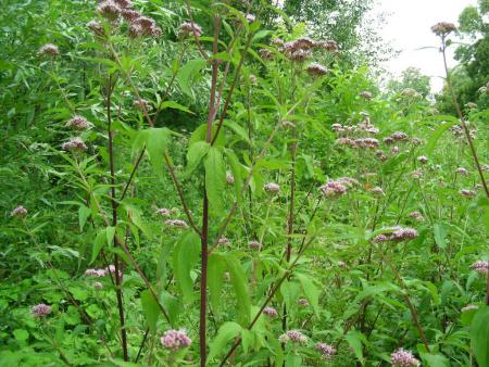 UN FABULEUX TERRAIN DE CHASSE