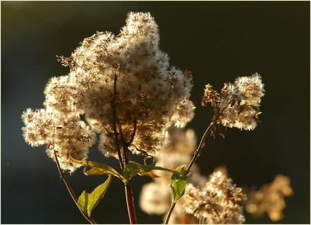 EUPATORIUM CANNABINUM